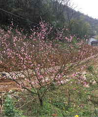 天池百花谷踏春,烧烤,钓鱼,摘草莓,赏桃花…