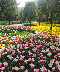 ̫����ɭ�ֹ�԰������С�����ʺ�ˣ�ĵط�