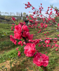 挖折耳根、蕨菜、采茶叶,还可以钓鱼~