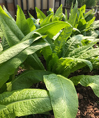 ¥п顰ء߲˺ˮൽھ