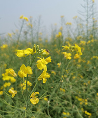 ��ʢ�Ͳ˻�+����Ϫ��԰������