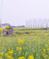 �ٲ�ȥ���Ͳ˻���ȫ������Ͳ�����