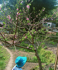 �Ź����һ�ɽ��ժ��ѿ���������ӣ����ֺ������