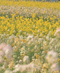 ϴľȾҰӣͲɫͲ˻ʢ