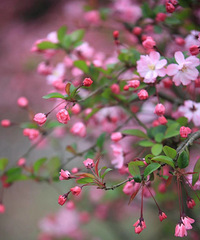 �ϴ�ľ�����Ⱦ����Ұӣ���Ͳ�ɫ�Ͳ˻�����������ʢ����