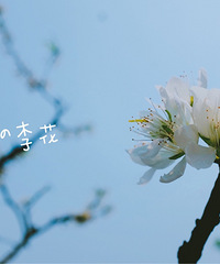 印盒看花花,摘的橘柑又大水分又足