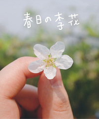 印盒看花花,摘的橘柑又大水分又足