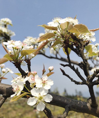 �山��ţƺ�滨����~