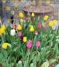 Ϊ�˷����⼸������⣬��50ƽ����̨����500ƽ���ݶ���԰