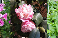 ֲֻ󣬼Ҫ绨ѩҲҪ߲԰