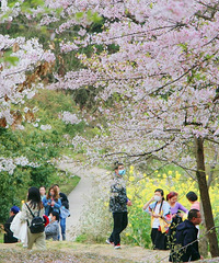 ȥƽӣһСʱĵطҲԿӣҪƱ