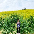 人少景美的油菜花地