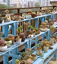 Ϊ˷⼸⣬50ƽ̨500ƽݶ԰