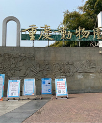 重庆动物园重新开园的第一天,直播带大家逛园子
