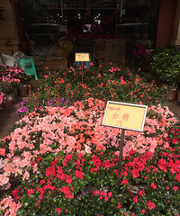 逛了逛主城这个比较小众的花市,价格感觉还是靠谱的!品种也丰富