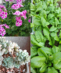 ֲֻ󣬼ȷ绨ѩҲ߲԰