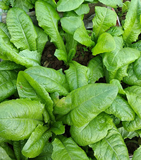 2¶̨1԰ֲֻ󣬼Ҫ绨ѩҲ߲԰