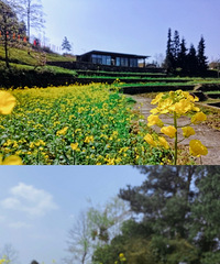 离重庆主城最近高山的春日田园风光