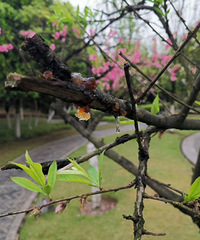 东溪镇一日游