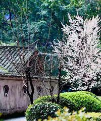 重庆这所学校好暖心,为学生“打包”了一个美美的春天