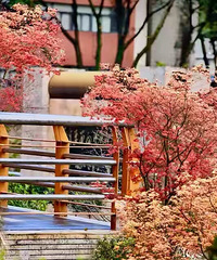 重庆这所学校好暖心,为学生“打包”了一个美美的春天