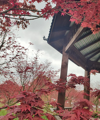 ǵĺ㿪ãط󣬻жͯ԰