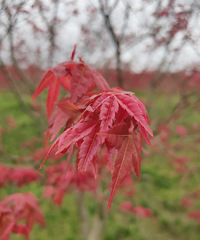 ǵĺ㿪ãط󣬻жͯ԰