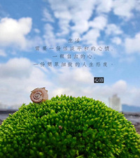 屋顶菜园阳台花园,我家黄瓜番茄丰收啦!蓝雪和长寿花是新手必入