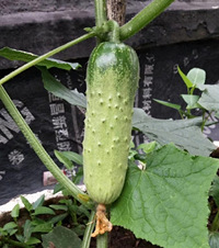 ݶ԰̨԰ҼһƹϷѷѩͳٻֱ