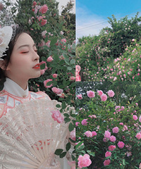 金果园蔷薇花开了,拍出来美翻