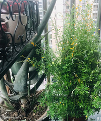 ����С������Ҳ�����Լ�������С��԰