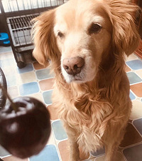 лвݵС̨+һֻСƹҵ˼ֵ