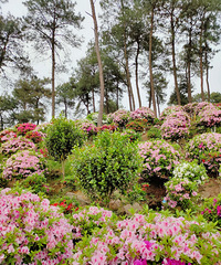 ɽطȻͻˣɽҰĶž黨ҪƱ