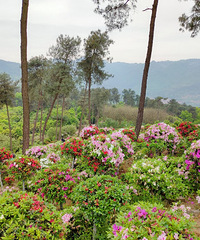 ��ɽ����ط���Ȼ�ͻ��ˣ���ɽ��Ұ�Ķž黨����Ҫ��Ʊ