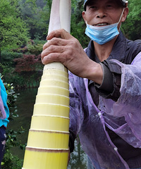 假期跟着论坛帖子出发九凤山,笋子居然只要1块钱!