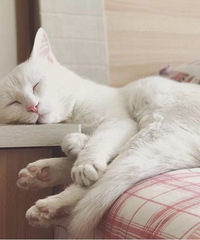 ÿ���ҹ���Ϲ����ڶ��������͵���ң�������ԭ�»�������