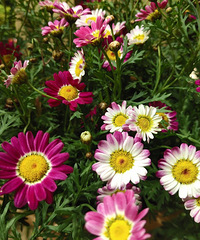 ̽Ѱ����ĽŲ�������������