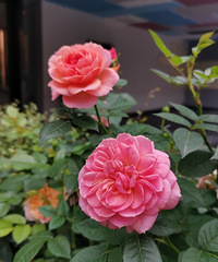 ߽԰ϰһƬǾޱ~ûʲô