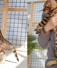 我家的孟加拉豹猫,最便宜也要卖1.5万,花纹是它最大的亮点