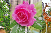 ͨŶ򷿣Լȴ©һ¶̨԰