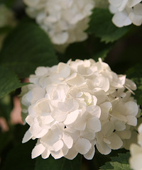 ɹɹԼһִԺӣӢʽִ԰̸