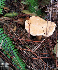 ժĢ����ժ�����̣������ӣ�����̫�ʺ�ȥ����ĩ��