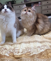 我也加入养猫小分队了,长毛金渐层虽然掉毛厉害但颜值还是很高