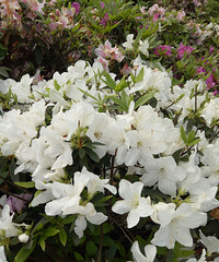 ܿ߷嵽ɽţ忴ž黨~