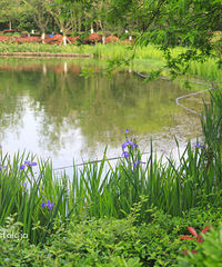 �˼������죬԰��԰���μ�