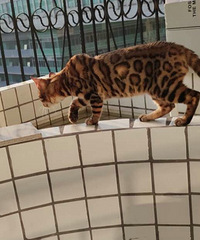 �����Ҽ���ֻ�ϼ�����è�����ÿɰ���ճ�ˣ��۸���Ʒ�������