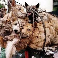 你支持禁食猫狗全国推广吗?