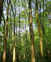 �ϸ����������ŵŸ���ɽ�����