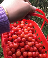 ����ժӣ��20��Ǯһ�����·�ϻ����˲�ݮ