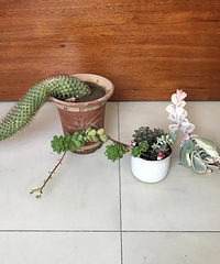 ֲ����ֲ����̲ģ����ֵ���Ц��